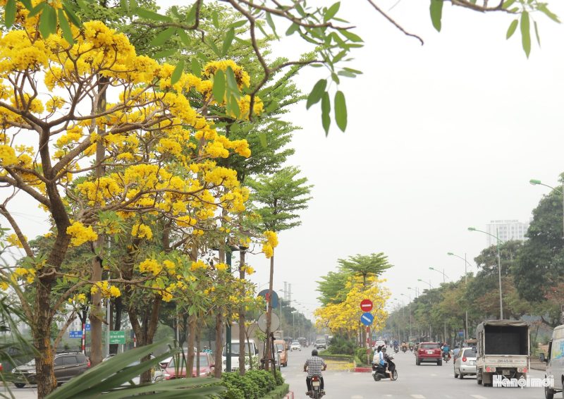 w_hoa-phong-linh-12 W_hoa-phong-linh-12-.jpg