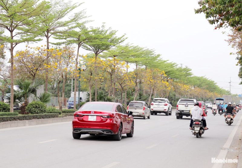 w_hoa-phong-linh-6 W_hoa-phong-linh-6-.jpg