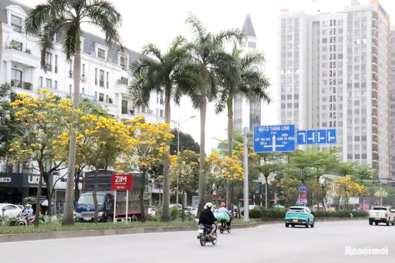 w_hoa-phong-linh-7 W_hoa-phong-linh-7-.jpg