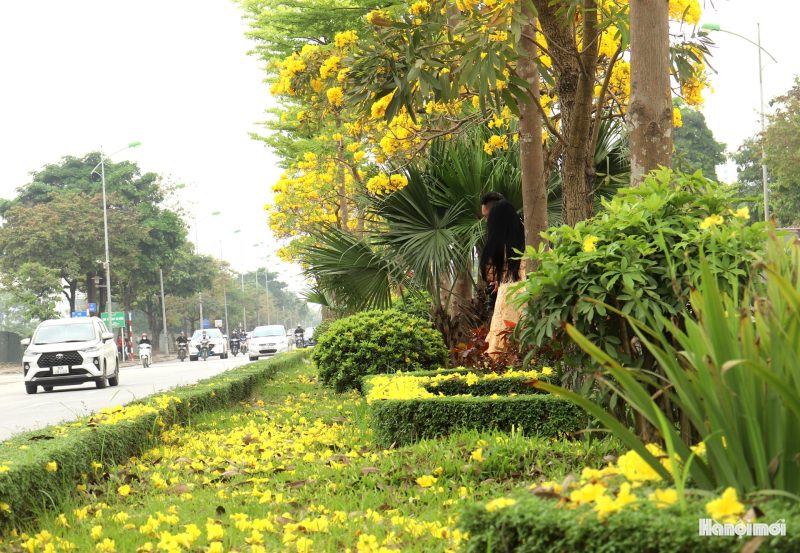 w_hoa-phong-linh-9 W_hoa-phong-linh-9-.jpg