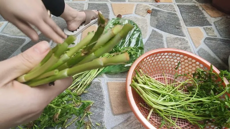 2 loai rau chua ca o san cai so 1 nhieu nguoi viet hay an 142829 jpg