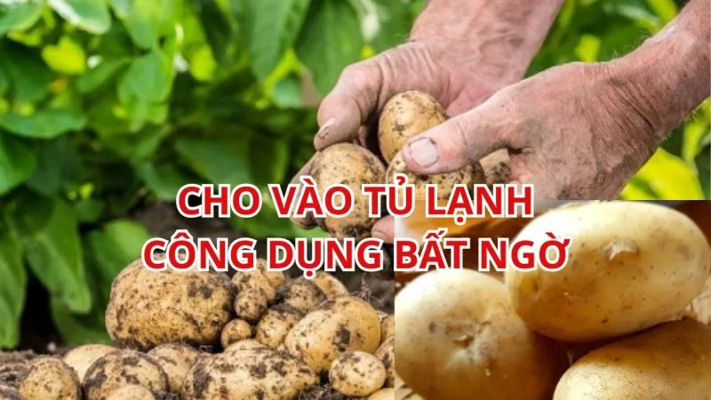 khoai tay luoc xong cho vao tu lanh cong dung bat ngo cho suc khoe nhieu nguoi se tiec gia nhu biet som hon 214741 jpg