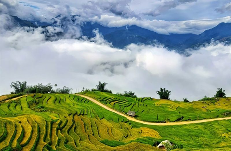 ngai-thau-1 ngai-thau.jpg