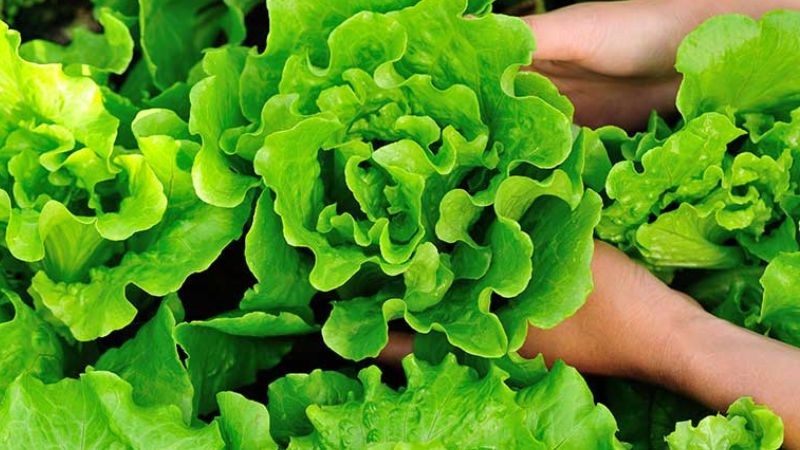 rau-xa-lach-1428 2 loại rau chứa cả