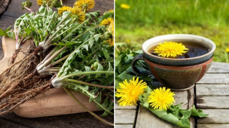 Trà bồ công anh có tác dụng lợi tiểu, giúp hỗ trợ điều trị sỏi thận.