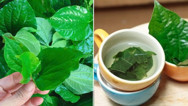 uong-nuoc-la-lot-tri-benh-gi-phunutoday-01-2358 Lá lốt không chỉ dùng trong nấu nướng thường ngày mà còn được coi là một loại dược liệu, có tác dụng tốt đối với sức khỏe. Việc uống nước lá lốt mang lại một số lợi ích nhất định cho cơ thể con người.