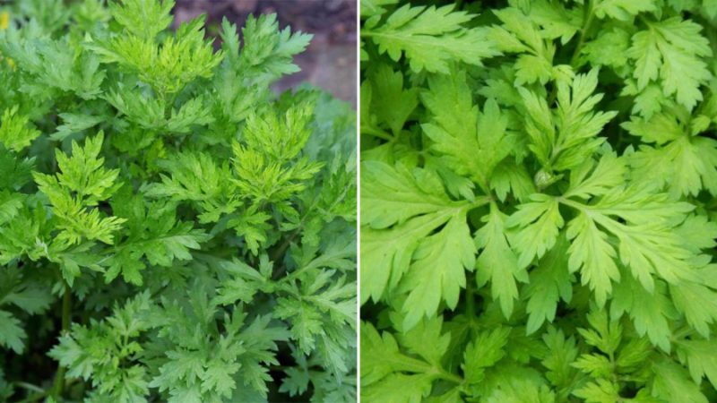 bai-thuoc-tu-ngai-cuu-phunutoday-01-2048 Ngải cứu không chỉ là loại rau ăn thường ngày mà còn là vị thuốc, mang lại nhiều lợi ích cho sức khỏe.