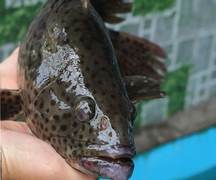 Cá mú là loại cá có nguy cơ nhiễm thủy ngân cao