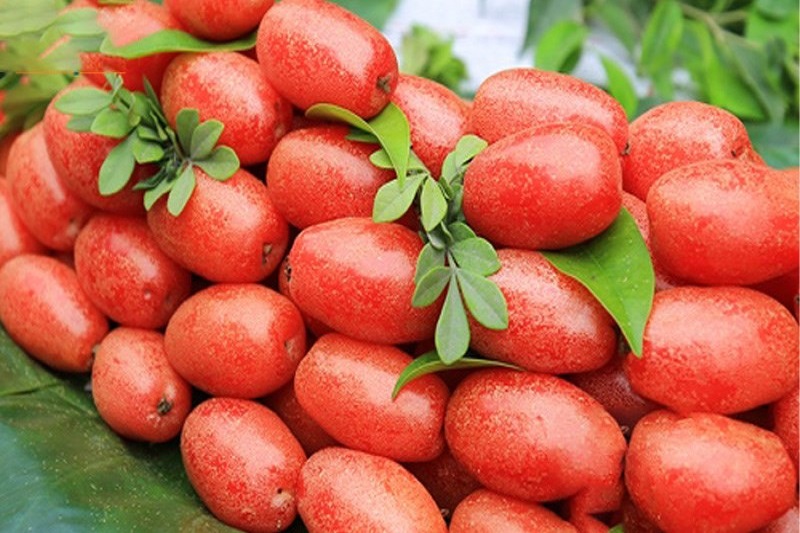 dac-san-qua-nhot-0749 Hiện tại, nhót được phân thành hai loại chính: nhót chua dùng để ăn tươi hoặc chế biến món ăn, và nhót ngọt thường được sấy khô hoặc làm mứt