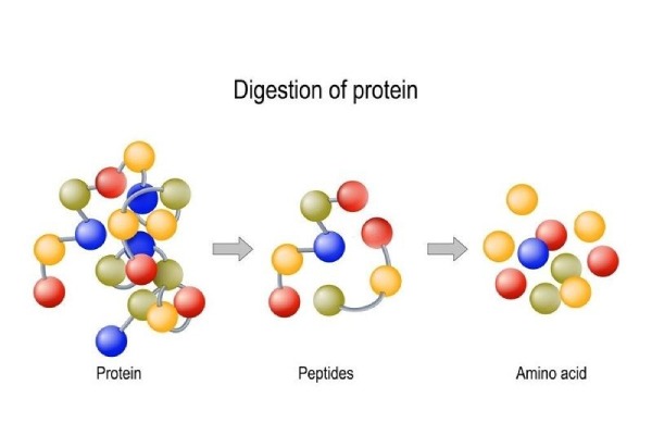 5-qua-trinh-dam-thuy-phan Quá trình đạm thủy phân