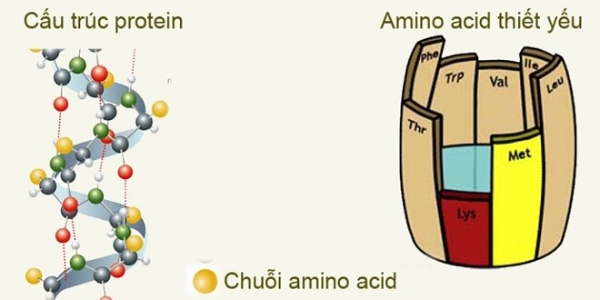 6-chuoi-amino-acid-trong-sua Chuỗi amino acid trong sữa