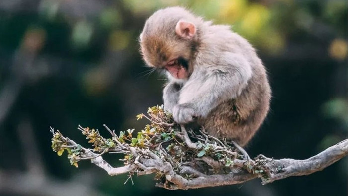 5 con giáp cần chú ý sức khỏe năm 2026 để tránh hao tài, giảm stress Ảnh 3