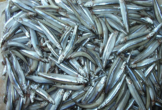 bf7u7vuufj1-o2ekobi9tt2-nx8hdigtst3 Loại cá ít ngậm thuỷ ngân nhất, là món khoái khẩu trong mâm cơm nhiều gia đình Việt Ảnh 2