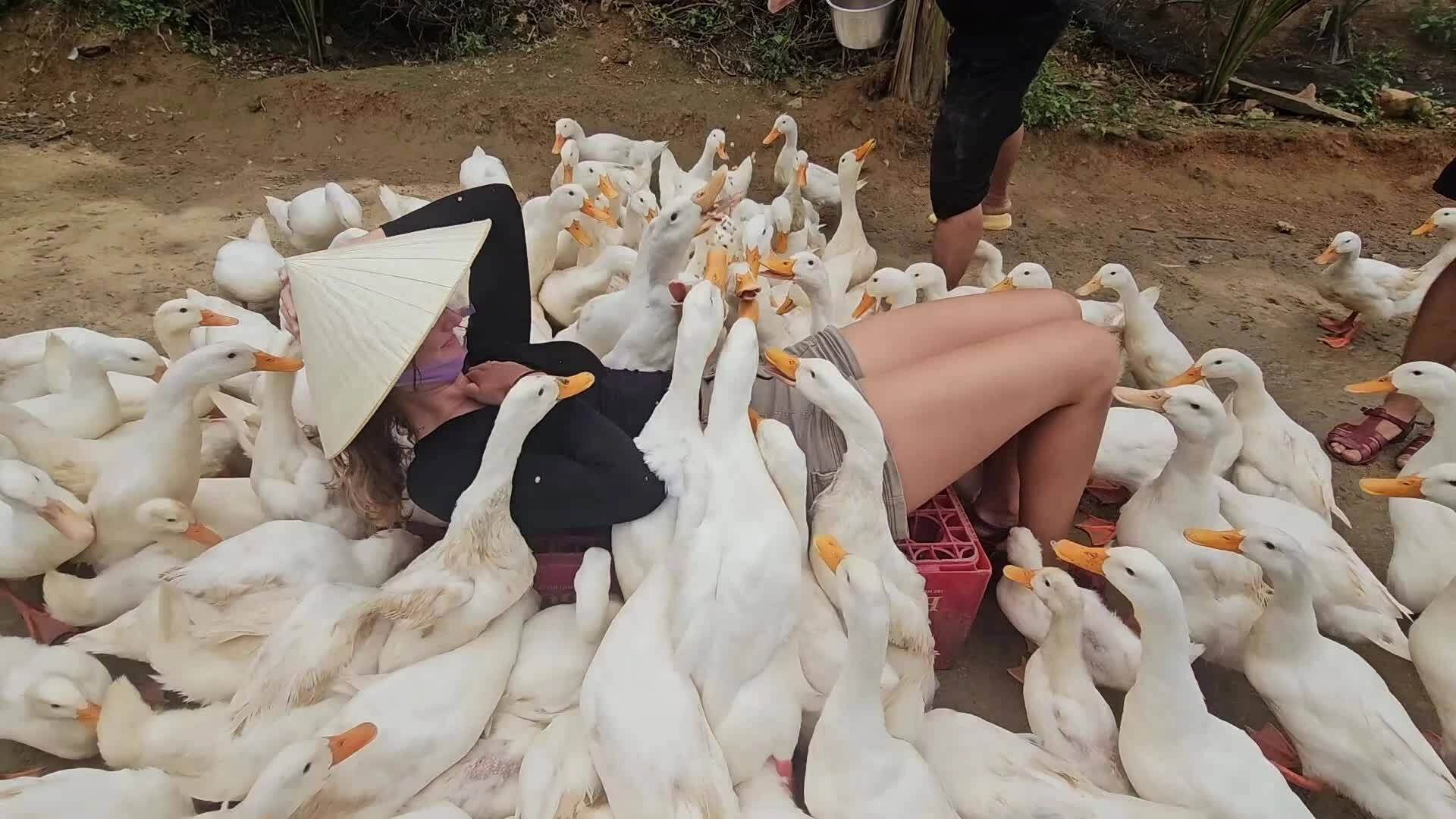 Du khách thích thú được vịt massage