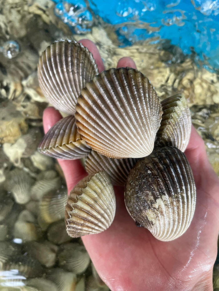 fabf3see5z1-5g7cp5nlxq2-1tlzmy2o7j3 Loại đặc sản có tên dễ khiến thực khạch bật cười. (Ảnh minh họa từ Internet)