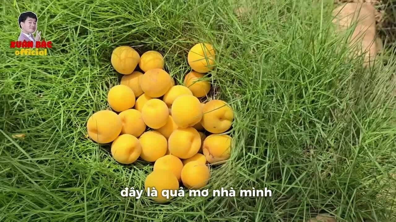 Gia đình Xuân Bắc cùng thu hoạch mơ chín tại nhà vườn