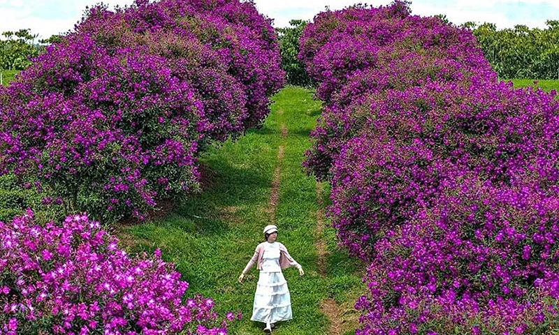 Hàng trăm cây mua tím nở rộ tại nông trường trà Bảo Lâm