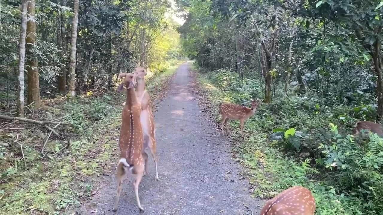 Khoảnh khắc hươu 'đấu võ' khiến nhiều khách thích thú tại Cúc Phương