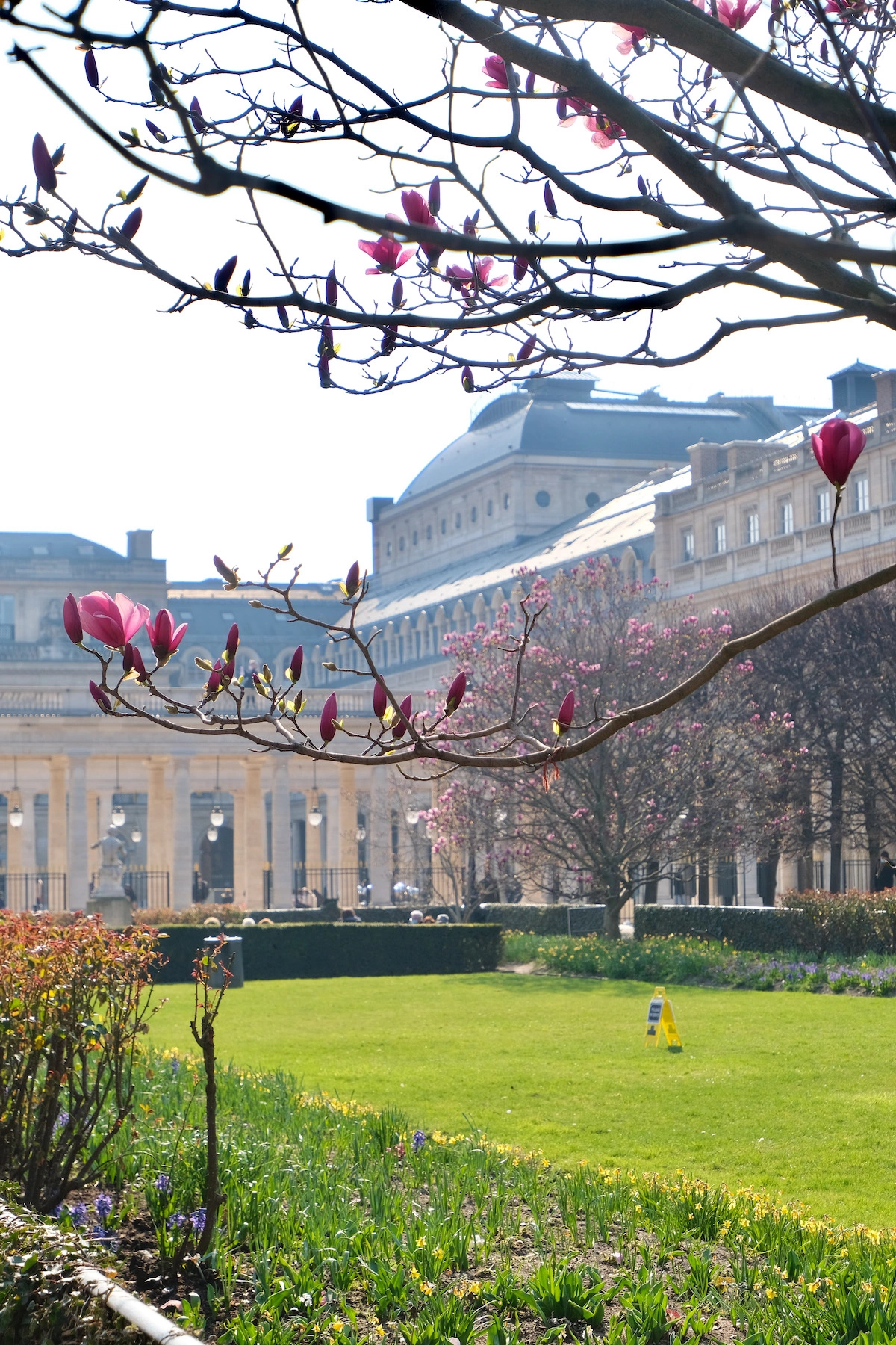 magnolia-buds-palais-royal-1-jpeg-1773374773-1773376073