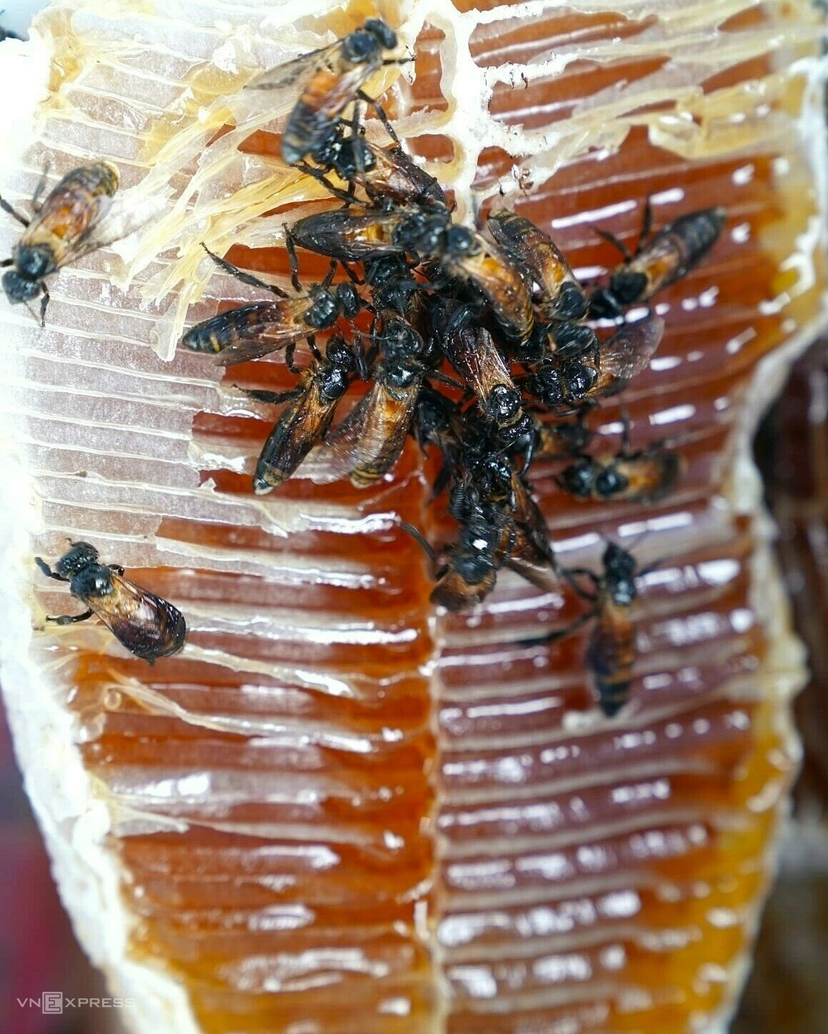 ngh-gac-keo-ong-16-jpg-1774595072-1774595115-1774595530