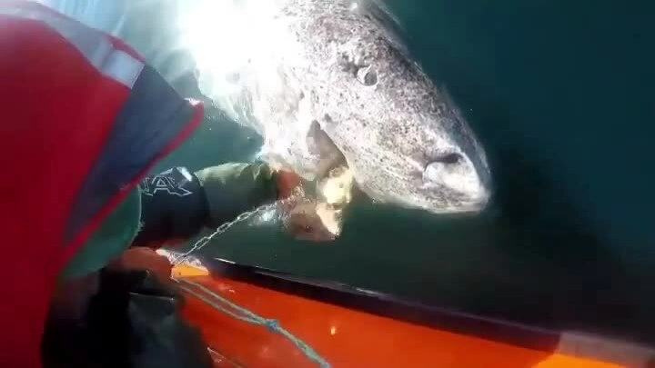 Sự thật về bức ảnh cá mập Greenland 392 tuổi