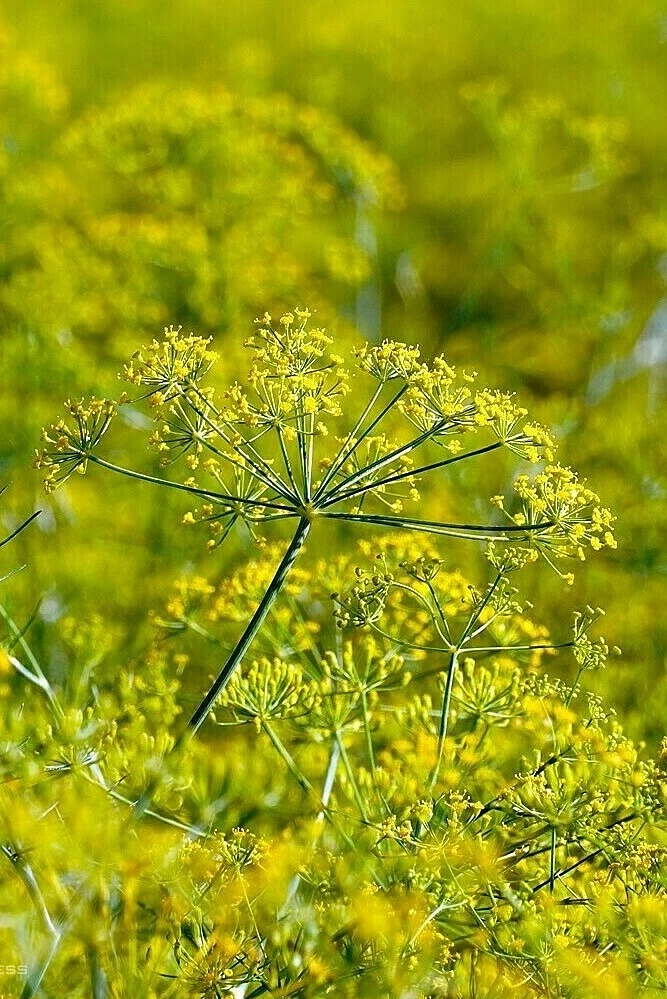 thi-la-2a-jpg-1773257093-1773257698-1773291468-1773291831-1773460585-1773460772