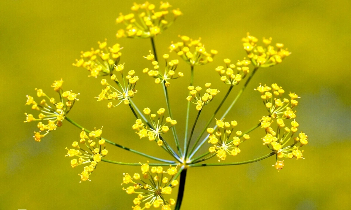 thi-la-3-jpg-1773291605-1773291832-1773460686-1773460773