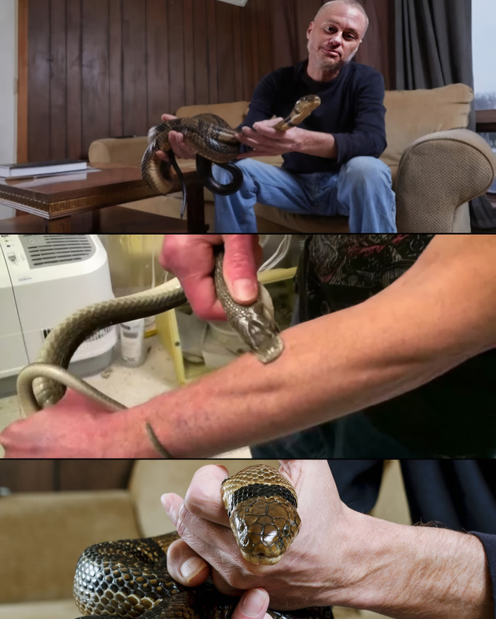 Người đàn ông bị rắn cắn hơn 200 lần suốt 20 năm, tạo ra 'siêu kháng thể' cứu người Ảnh 2