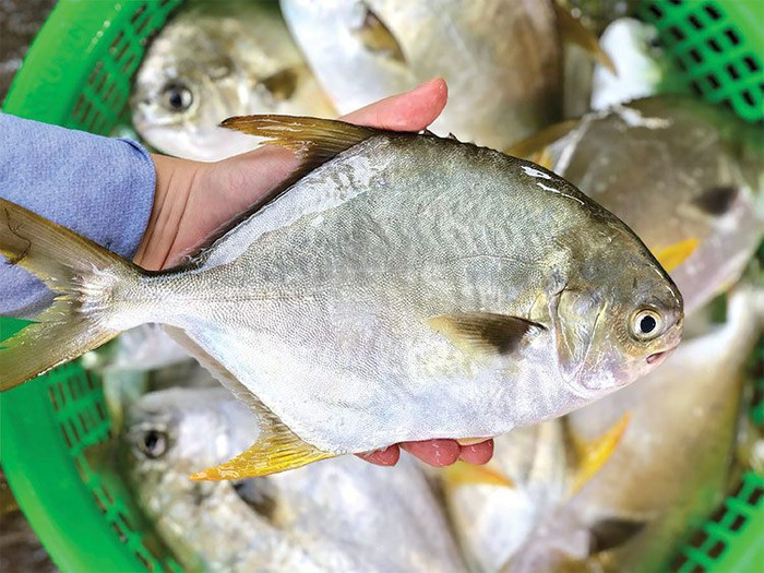 Loại cá chưa bao giờ 'lỗi thời' trong các bữa cơm, thịt trắng lại ít mùi tanh nên ai cũng thích Ảnh 1