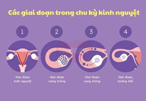 Chu kỳ kinh nguyệt ngắn gây rối loạn phóng noãn