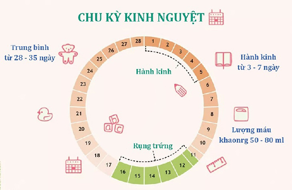 Chu kỳ kinh nguyệt bình thường của phụ nữ