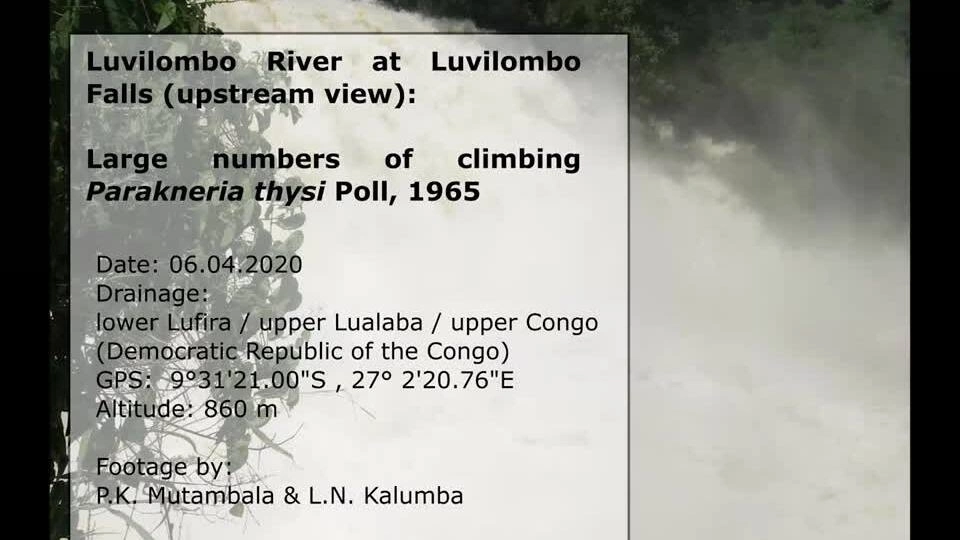 Loài cá 'leo bộ' suốt 10 tiếng để vượt thác cao 15 mét ở Congo
