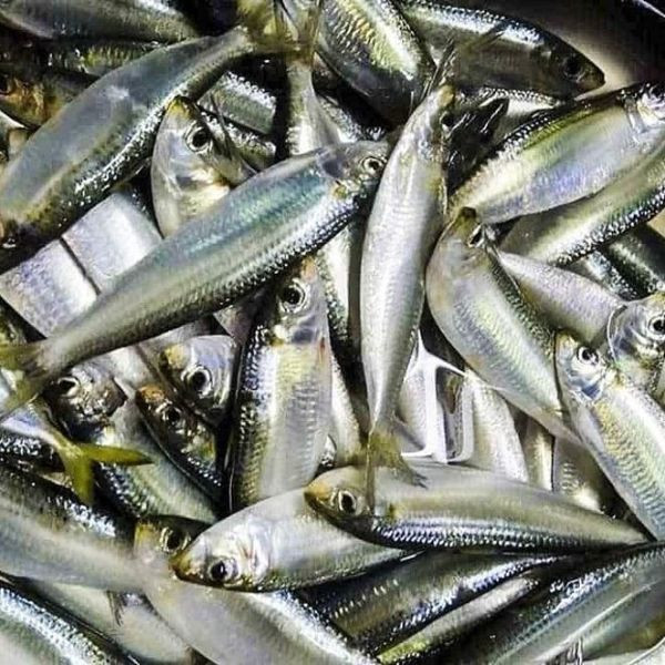 qlp71obzz71-c7d8s0cu022-dwd5mzao6n3 Loại cá bình dân bán đầy ở chợ Việt, 'cánh mày râu' mua về làm gỏi nhậu hết ý Ảnh 1